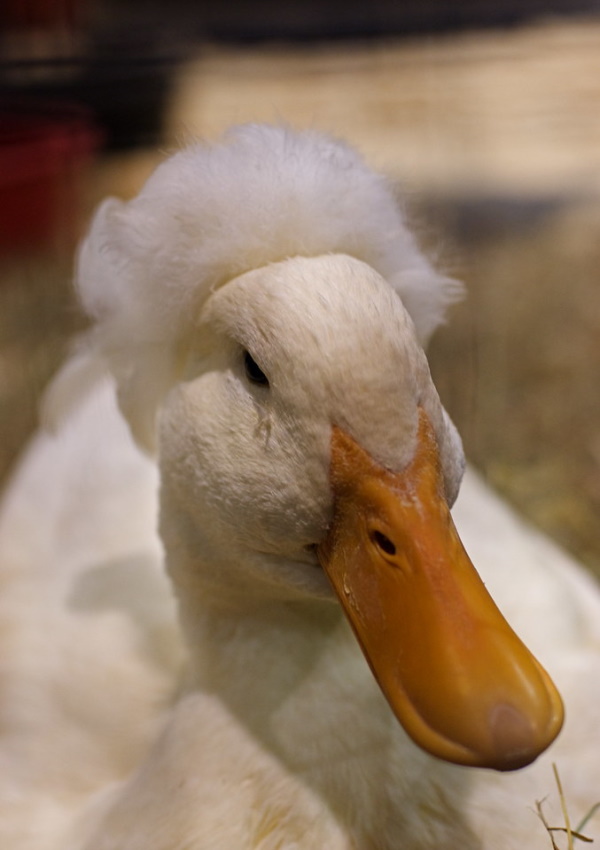 Quack Addiction: The World’s 7 Most Amazing Ducks