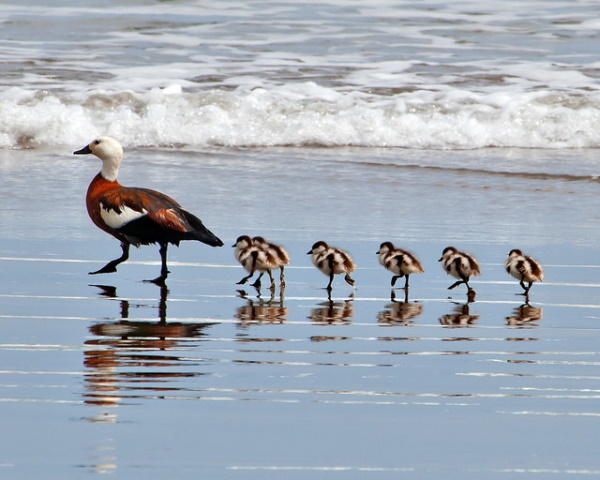 Quack Addiction: The World’s 7 Most Amazing Ducks