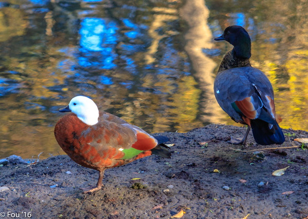 Quack Addiction: The World’s 7 Most Amazing Ducks