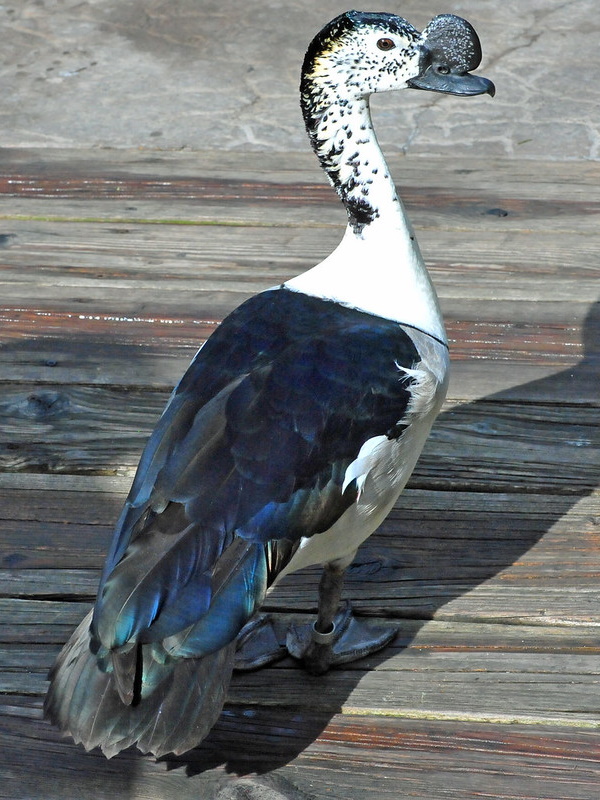 Quack Addiction: The World’s 7 Most Amazing Ducks