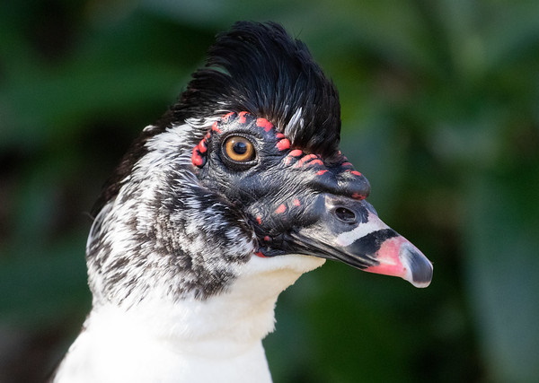 Quack Addiction: The World’s 7 Most Amazing Ducks
