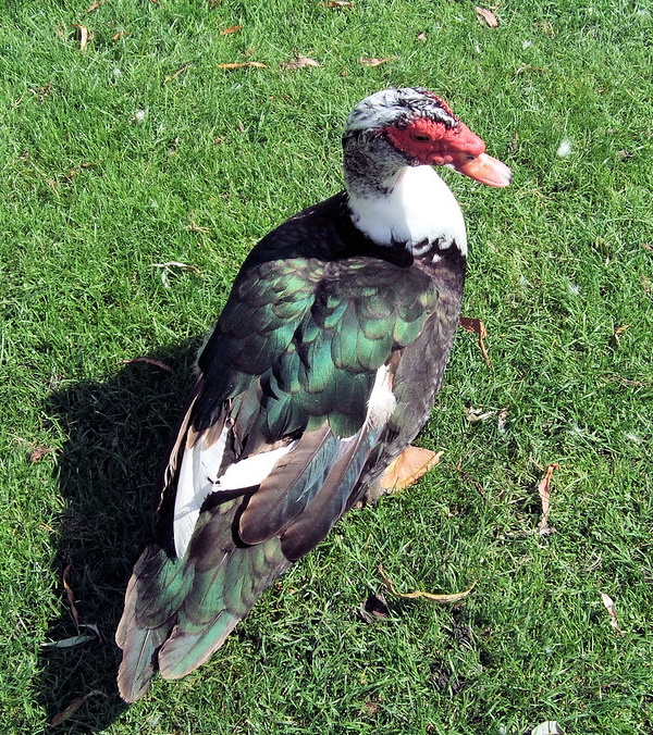 Quack Addiction: The World’s 7 Most Amazing Ducks