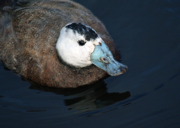 Quack Addiction: The World’s 7 Most Amazing Ducks