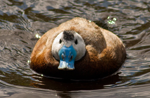 Quack Addiction: The World’s 7 Most Amazing Ducks