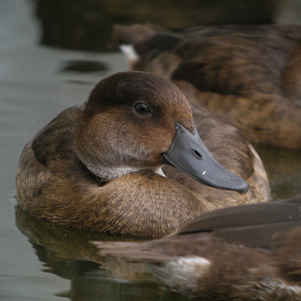 Quack Addiction: The World’s 7 Most Amazing Ducks