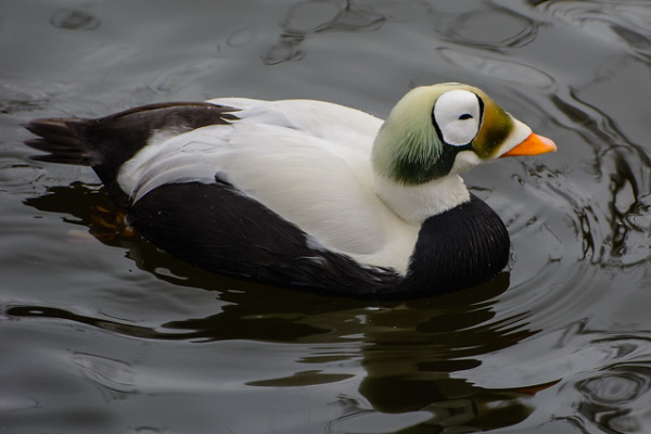 Quack Addiction: The World’s 7 Most Amazing Ducks