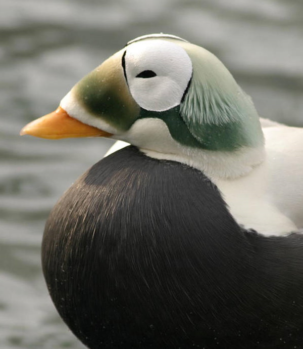 Quack Addiction: The World’s 7 Most Amazing Ducks
