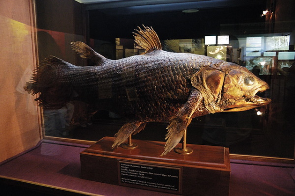 8 Lazarus Species We Thought Were Extinct