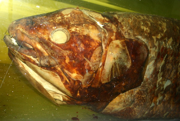 8 Lazarus Species We Thought Were Extinct