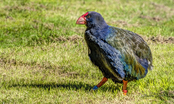 8 Lazarus Species We Thought Were Extinct