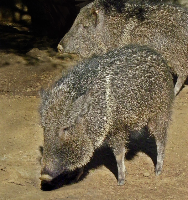 8 Lazarus Species We Thought Were Extinct