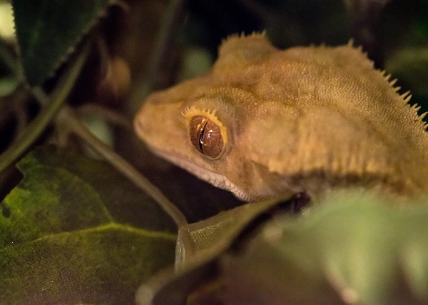 8 Lazarus Species We Thought Were Extinct