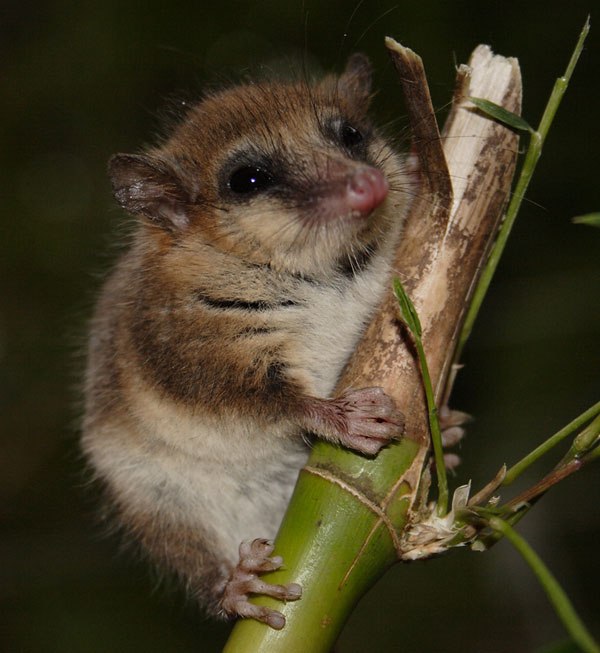 8 Lazarus Species We Thought Were Extinct
