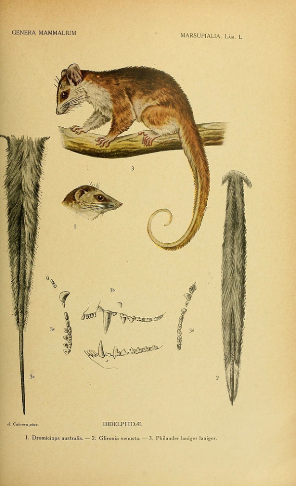 8 Lazarus Species We Thought Were Extinct