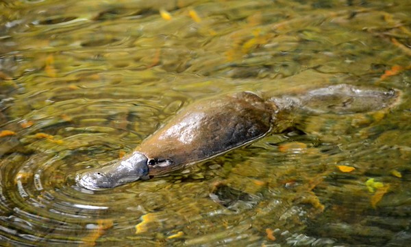 Faded Genes: The 7 Most Primitive Living Mammals