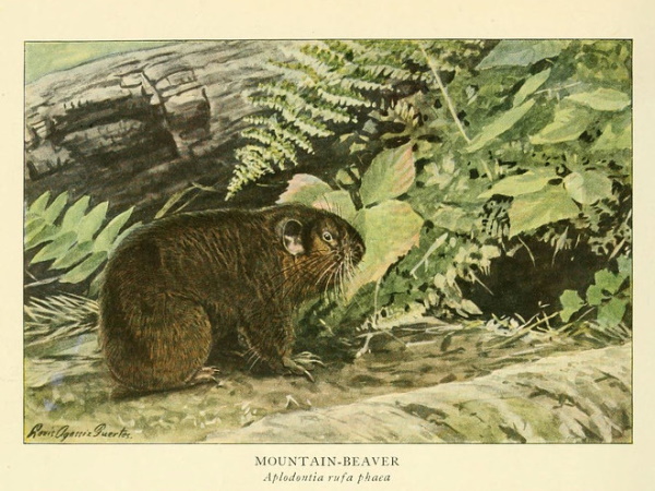 Faded Genes: The 7 Most Primitive Living Mammals