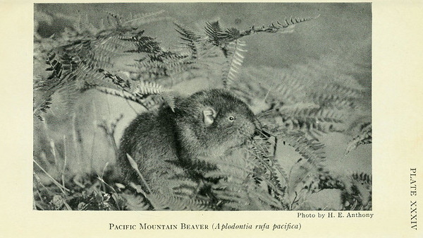 Faded Genes: The 7 Most Primitive Living Mammals