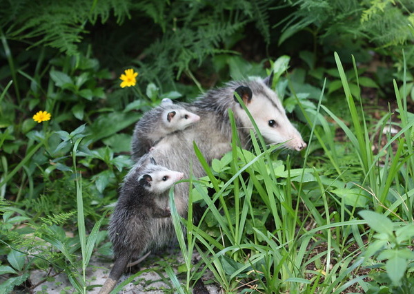 Faded Genes: The 7 Most Primitive Living Mammals