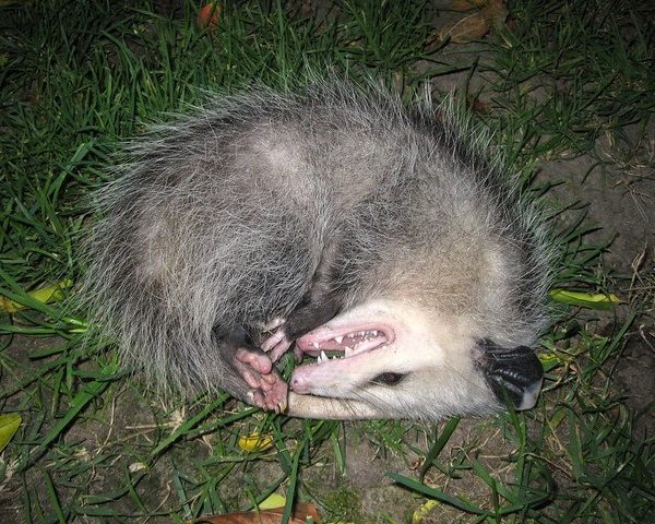 Faded Genes: The 7 Most Primitive Living Mammals