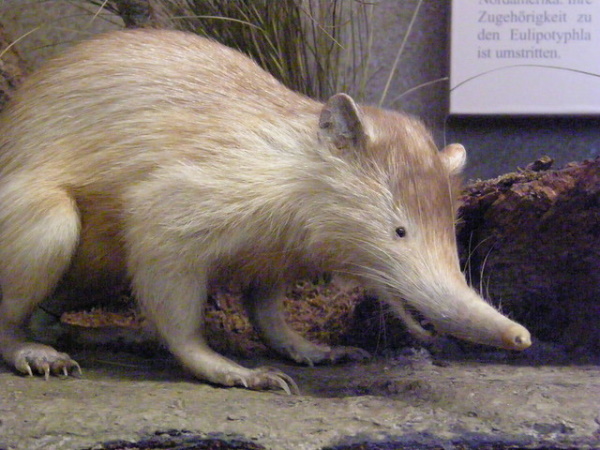 Faded Genes: The 7 Most Primitive Living Mammals