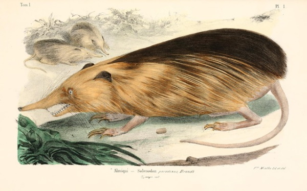 Faded Genes: The 7 Most Primitive Living Mammals
