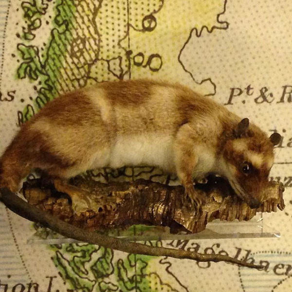 Faded Genes: The 7 Most Primitive Living Mammals