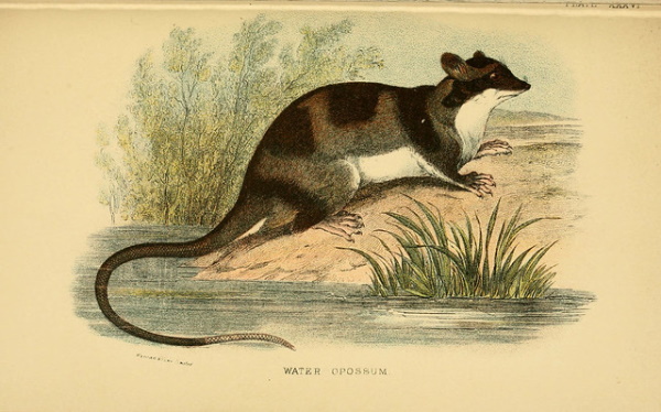 Faded Genes: The 7 Most Primitive Living Mammals