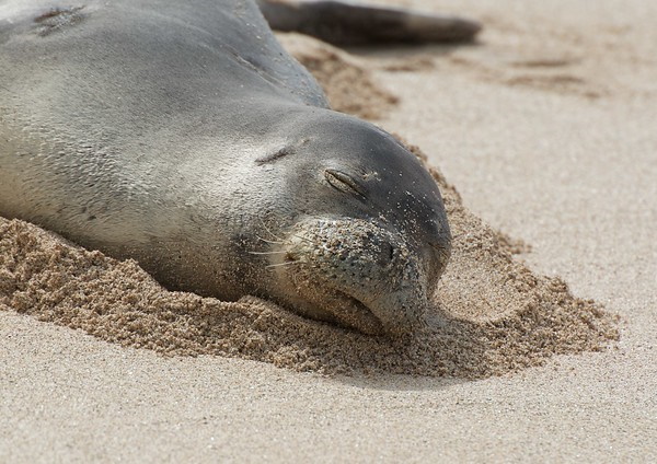Faded Genes: The 7 Most Primitive Living Mammals