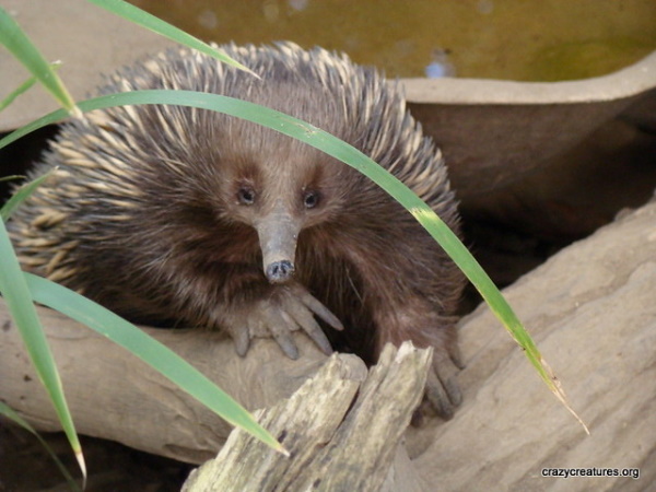 Faded Genes: The 7 Most Primitive Living Mammals