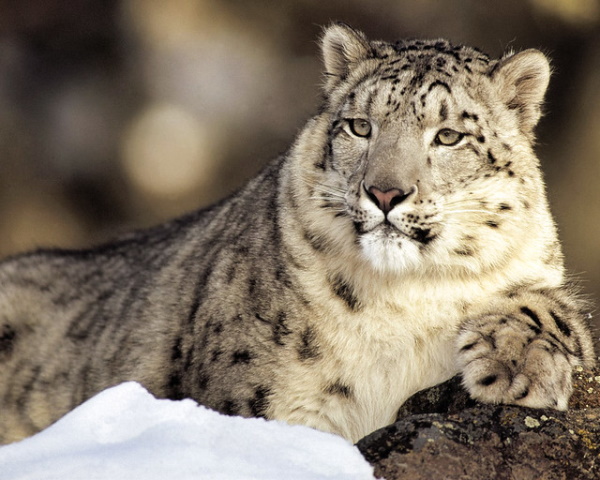 Animal Mascots Of The Sochi 2014 Winter Olympics