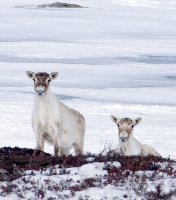 Antler Management: 7 Amazing Reindeer Subspecies