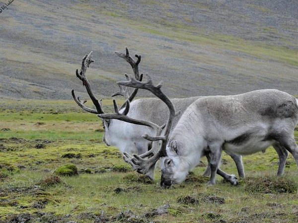 Antler Management: 7 Amazing Reindeer Subspecies