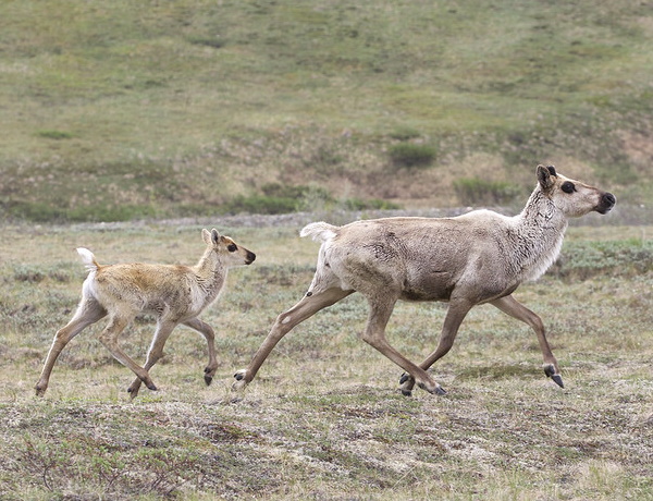 Antler Management: 7 Amazing Reindeer Subspecies