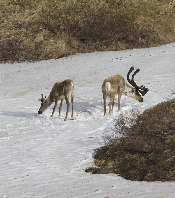 Antler Management: 7 Amazing Reindeer Subspecies