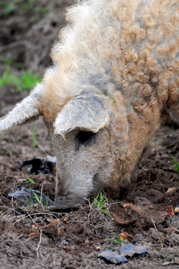 Perm Whales: 7 Amazing Unexpected Curly-Haired Animals