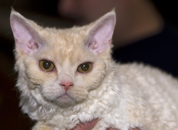 Perm Whales: 7 Amazing Unexpected Curly-Haired Animals