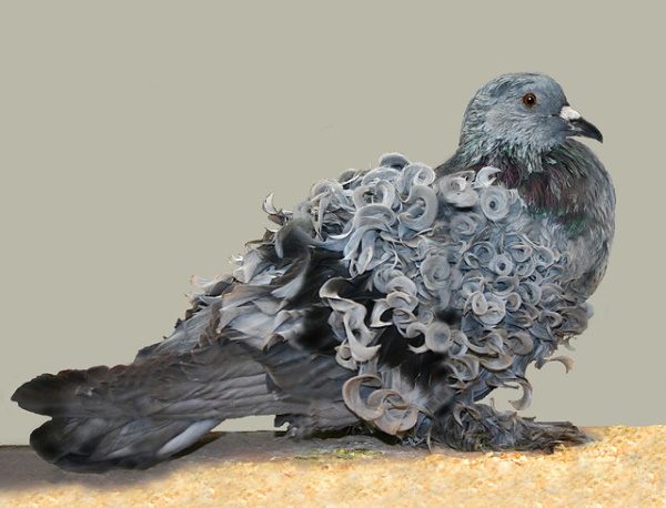 Perm Whales: 7 Amazing Unexpected Curly-Haired Animals
