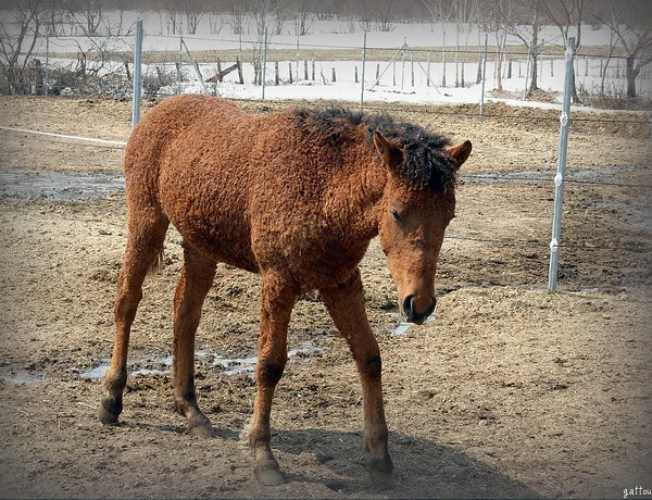 Perm Whales: 7 Amazing Unexpected Curly-Haired Animals