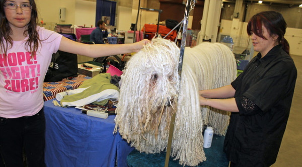 Perm Whales: 7 Amazing Unexpected Curly-Haired Animals