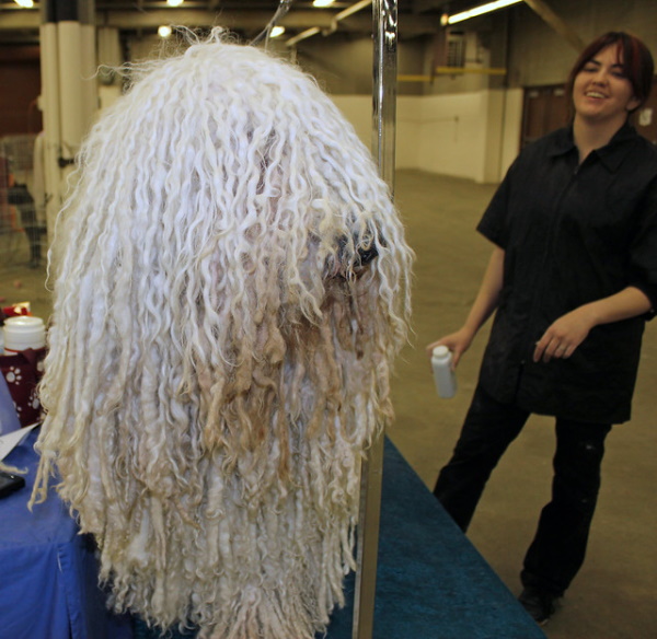 Perm Whales: 7 Amazing Unexpected Curly-Haired Animals