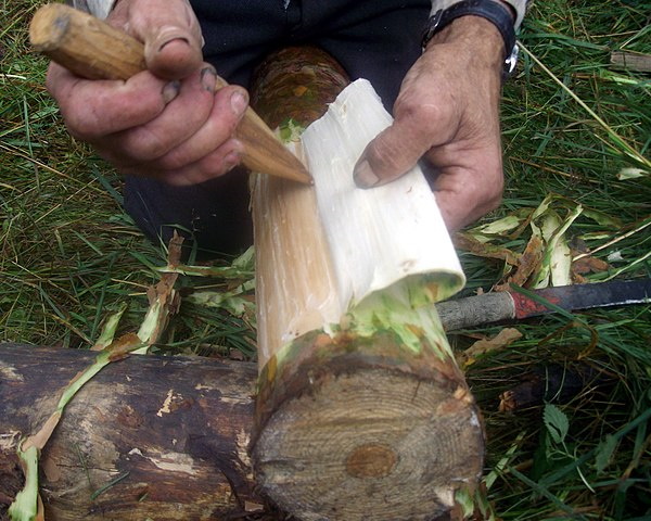 Pine Dining: 7 Amazing Edible Evergreen Foods and Drinks