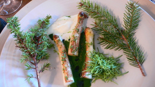 Pine Dining: 7 Amazing Edible Evergreen Foods and Drinks