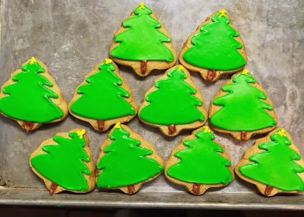 Pine Dining: 7 Amazing Edible Evergreen Foods and Drinks