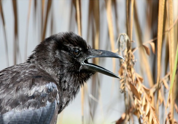 Hi High Blackbirds: The World’s 7 Most Amazing Crows