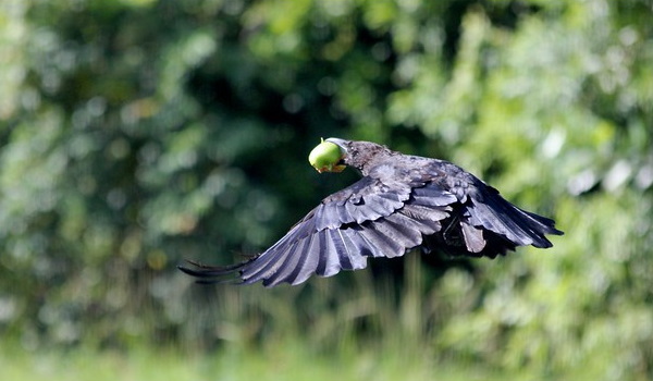 Hi High Blackbirds: The World’s 7 Most Amazing Crows