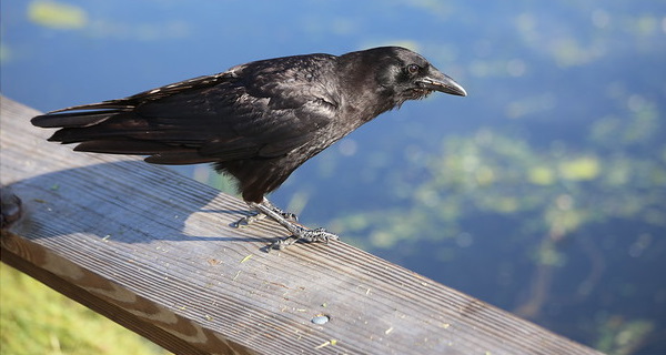 Hi High Blackbirds: The World’s 7 Most Amazing Crows