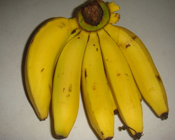 Yellow Fever Reliever: 7 Blight-Resistant Bananas