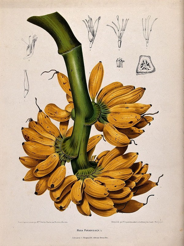 Yellow Fever Reliever: 7 Blight-Resistant Bananas