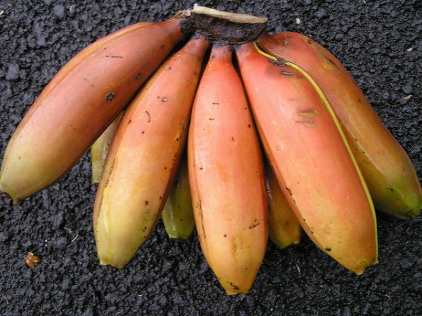 Yellow Fever Reliever: 7 Blight-Resistant Bananas