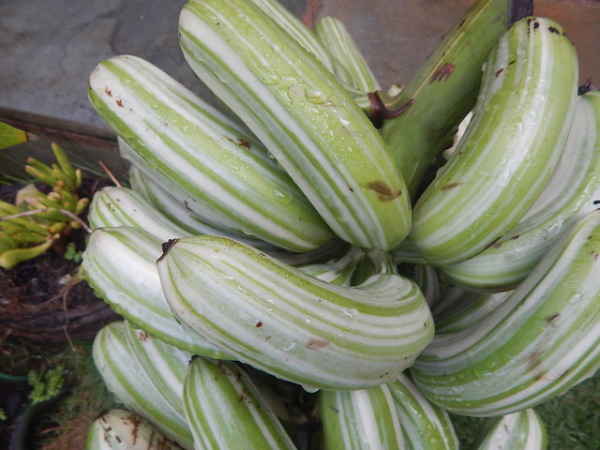 Yellow Fever Reliever: 7 Blight-Resistant Bananas